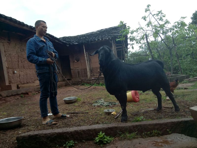金堂黑山羊种羊