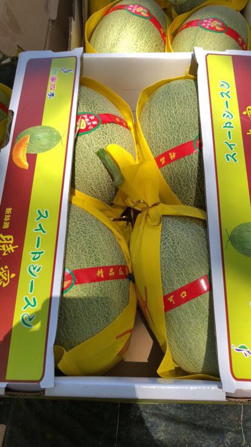 西州蜜瓜3斤以上椭圆形