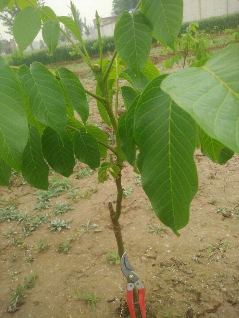 核桃苗100~150cm2~3年