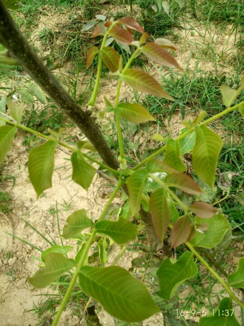 核桃苗100~150cm2~3年