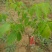 核桃苗100~150cm2~3年