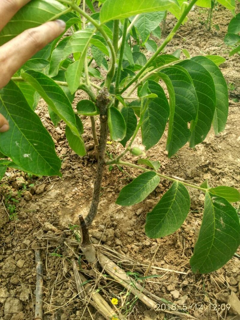 核桃苗100~150cm2~3年