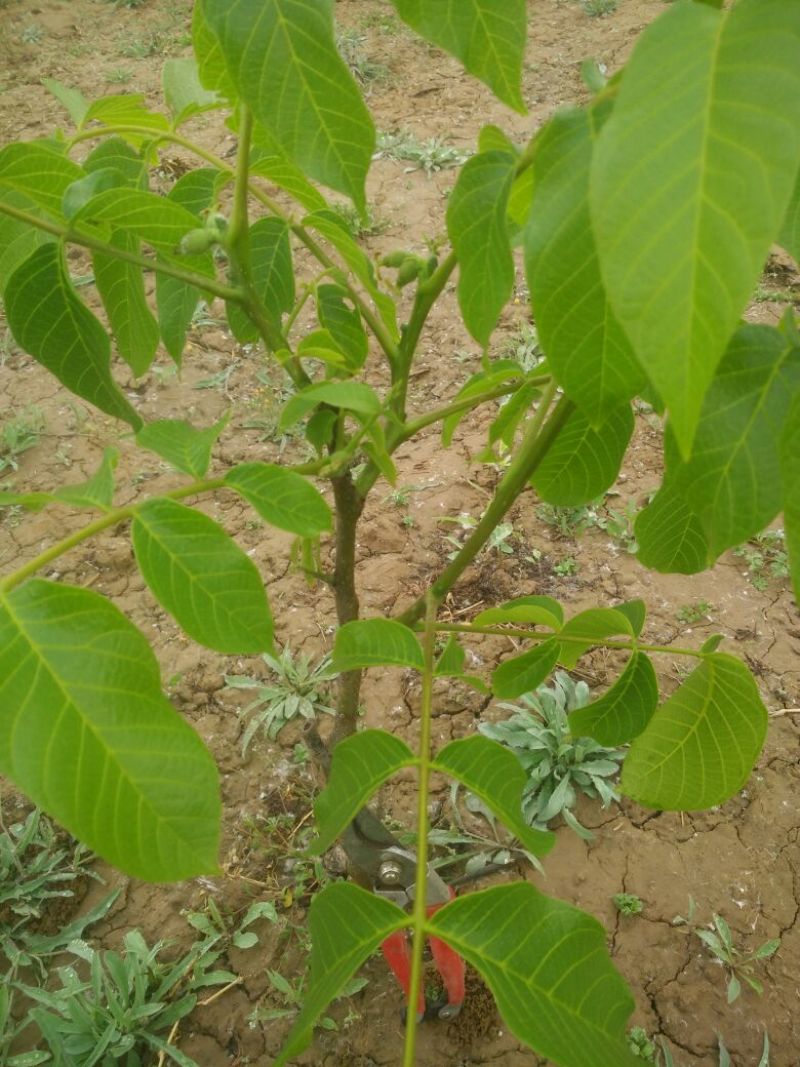 核桃苗100~150cm2~3年