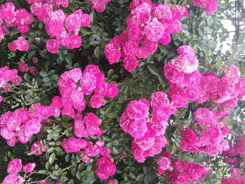 蔷薇花蔷薇花爬藤蔷薇花爬墙开花浓香型庭院室内花，白粉红