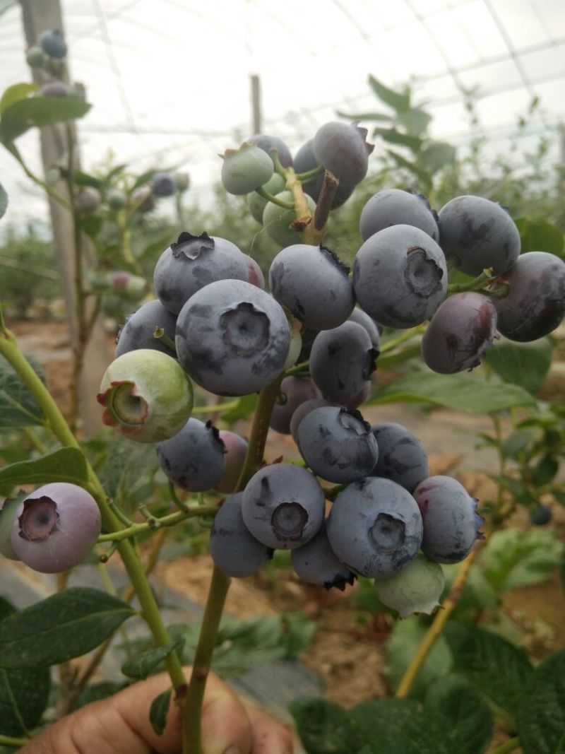 蓝丰蓝莓