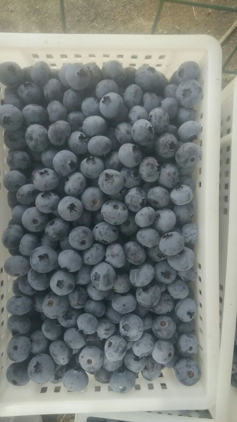 蓝丰蓝莓