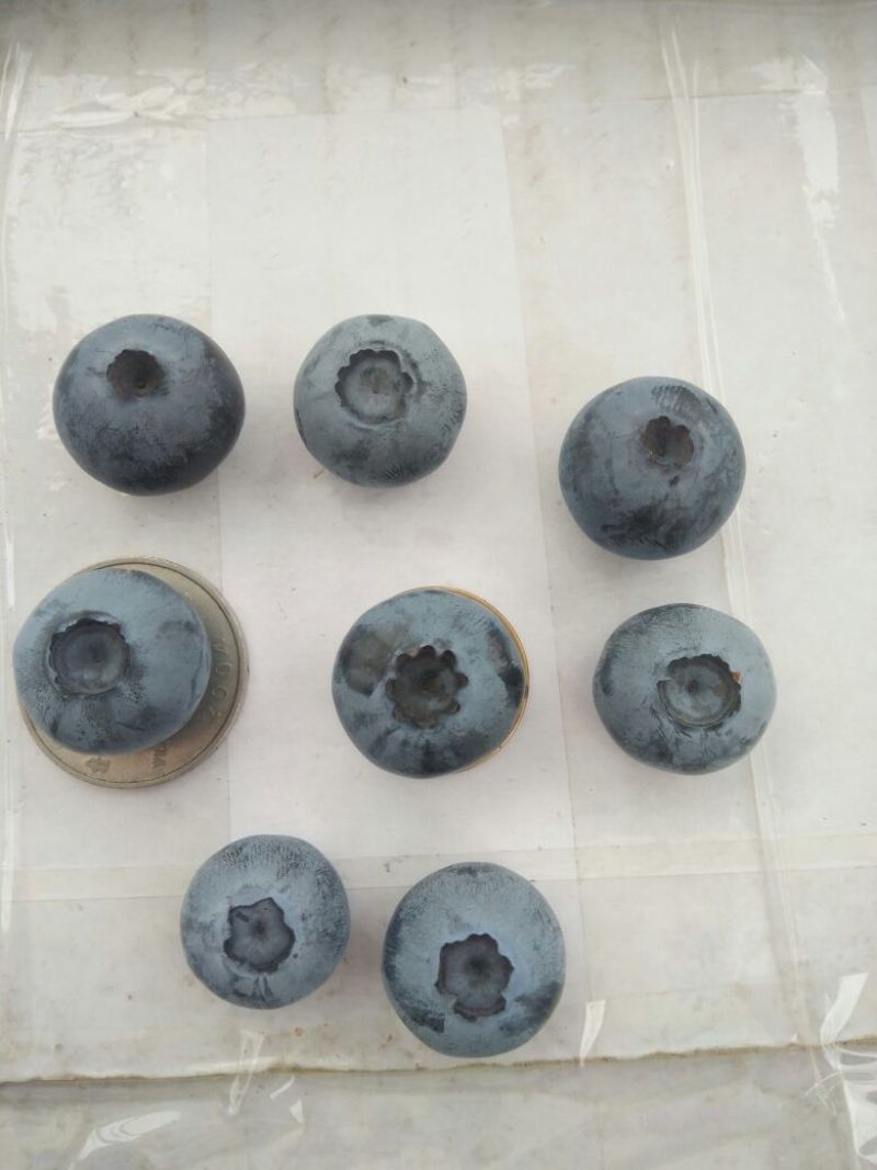 蓝丰蓝莓
