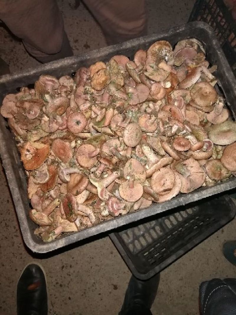 松乳菇特级枞菌菇，毛草菇。