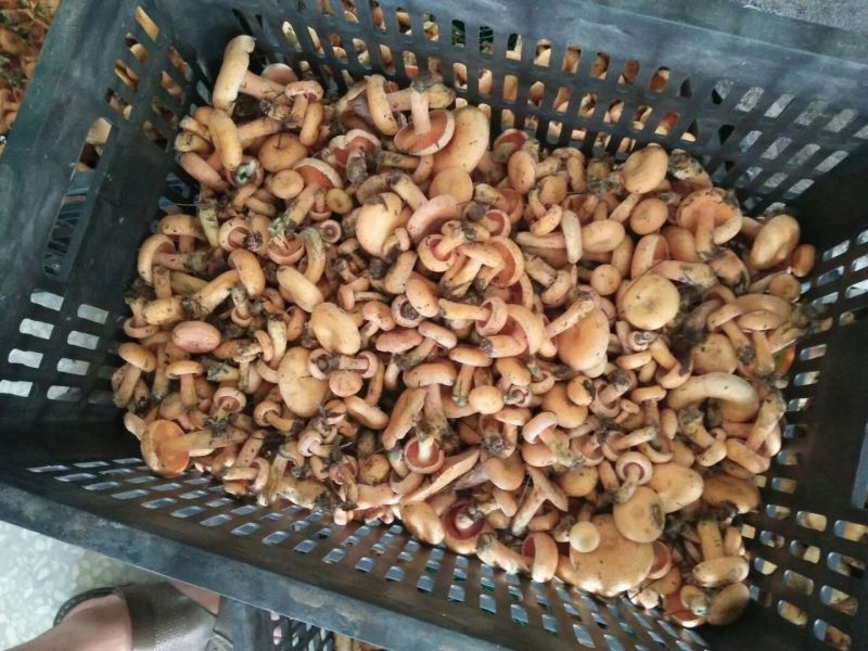松乳菇特级枞菌菇，毛草菇。