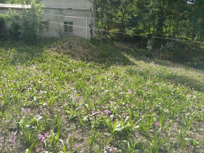 野生家养紫花三叉大白芨，非诚勿扰
