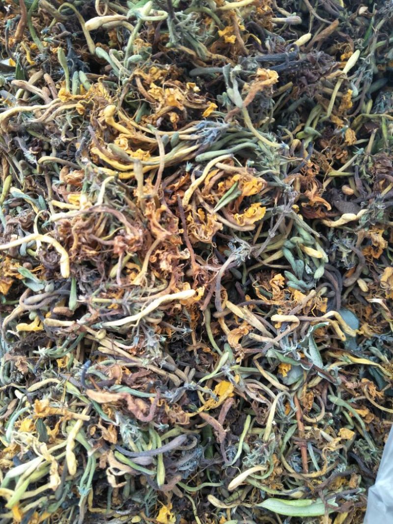 高山，野生金银花，金银花金银花，新货新货新货