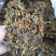 高山，野生金银花，金银花金银花，新货新货新货