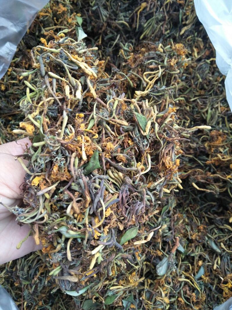 高山，野生金银花，金银花金银花，新货新货新货