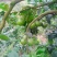 蜜柚（预售）