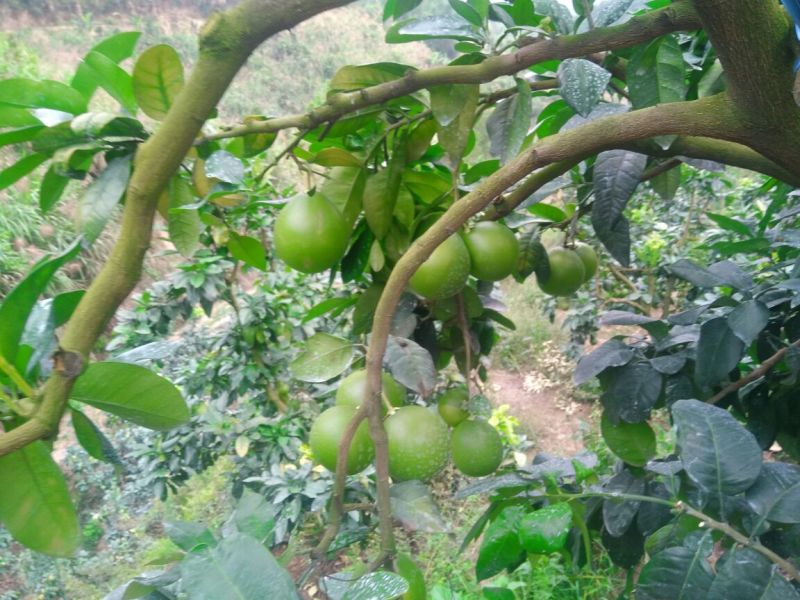 蜜柚（预售）