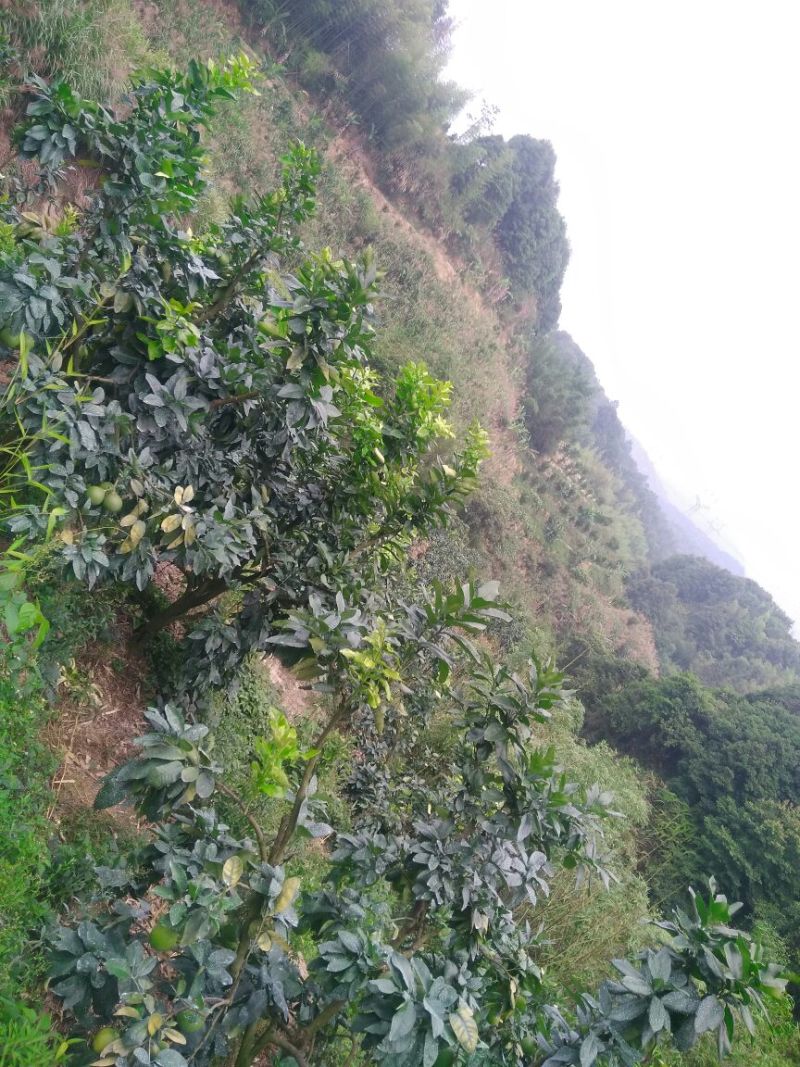 蜜柚（预售）