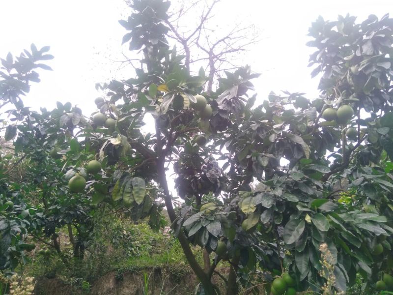 蜜柚（预售）