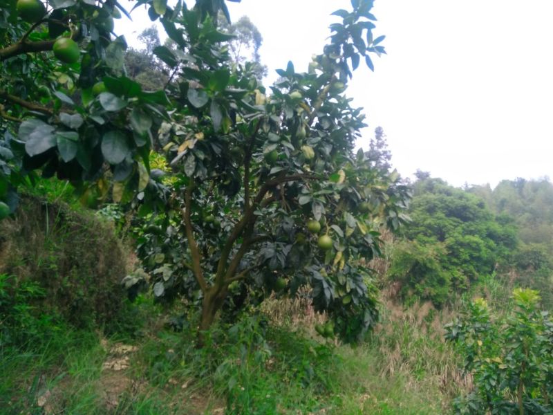 蜜柚（预售）