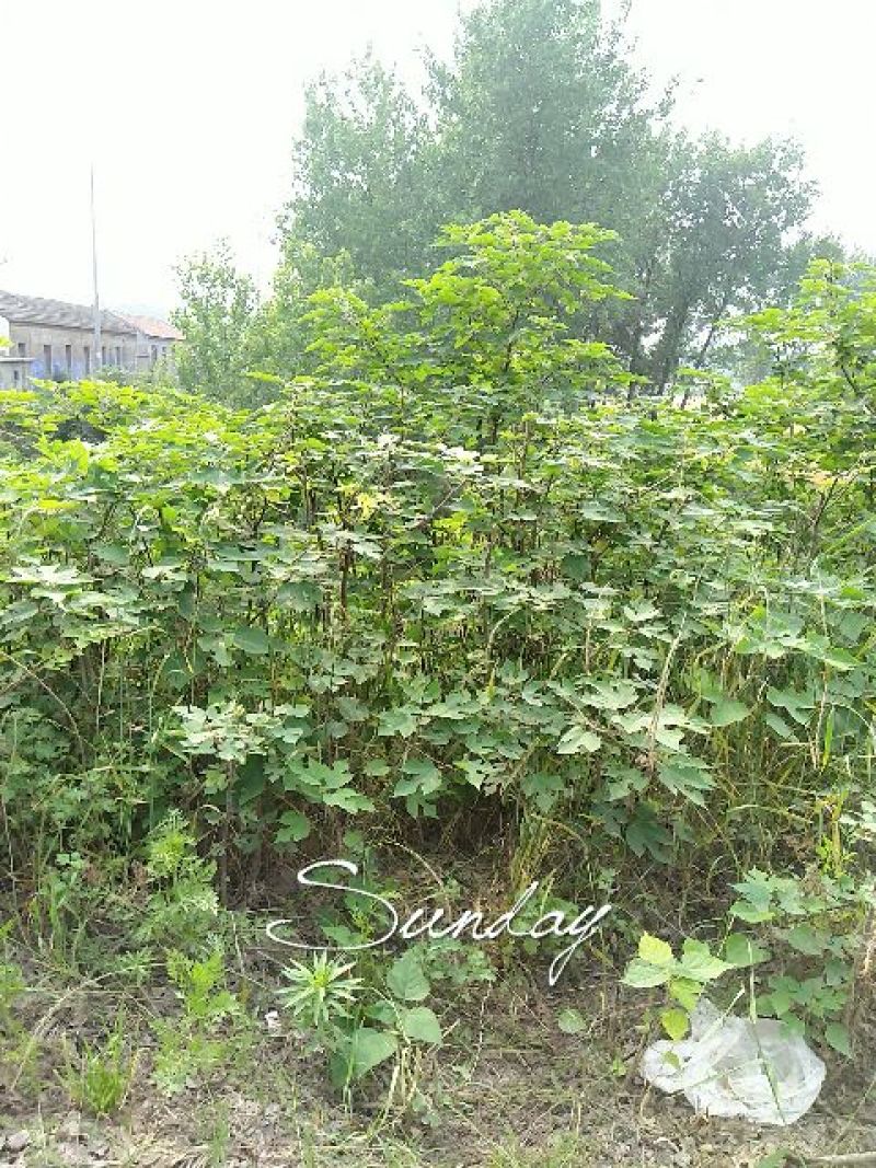 构树