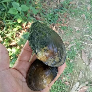 河蚌