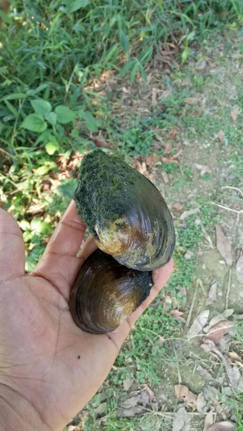 河蚌