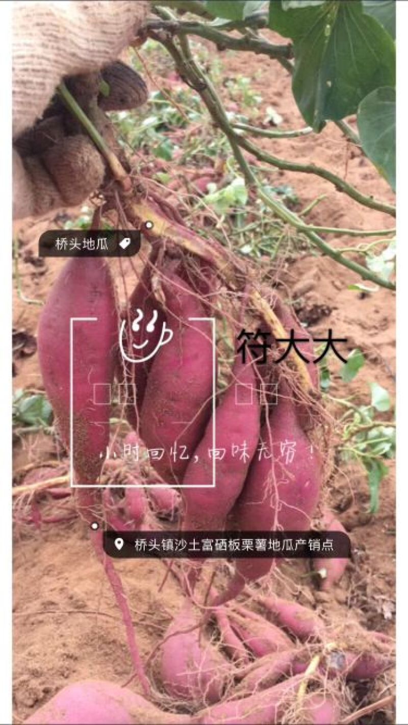 海南澄迈桥头地瓜