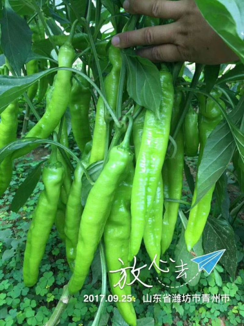 《推荐》潍坊青州尖椒黄皮尖椒30微辣市场收货一货源