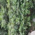 茶梅