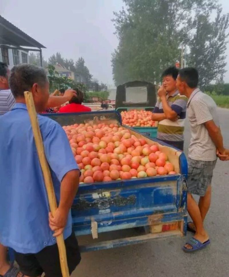 硬粉西红柿（七月上旬上市）欢迎客商前来选购！