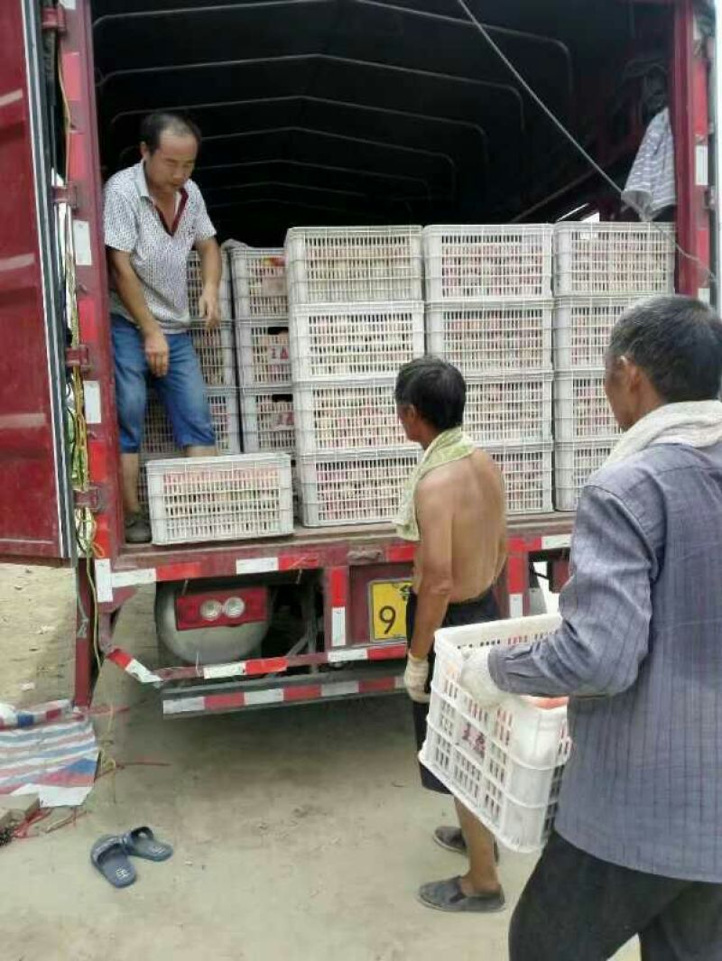 硬粉西红柿（七月上旬上市）欢迎客商前来选购！