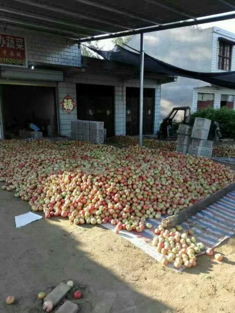 硬粉西红柿（七月上旬上市）欢迎客商前来选购！
