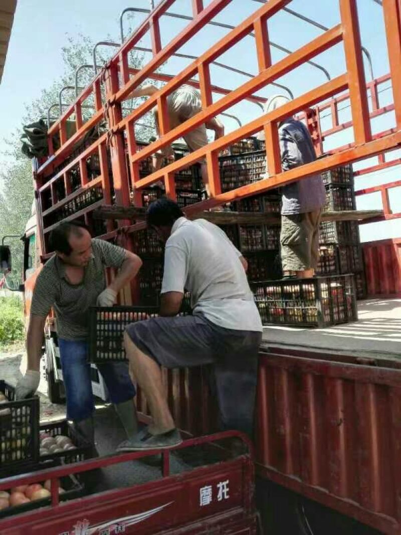 硬粉西红柿（七月上旬上市）欢迎客商前来选购！