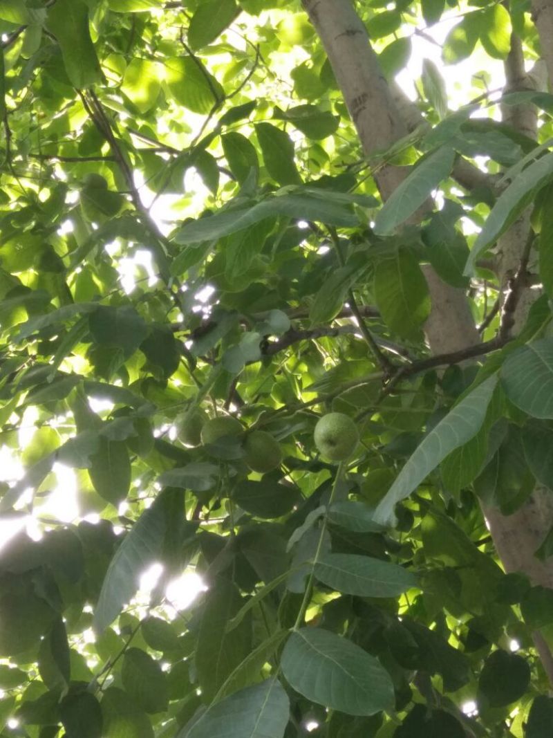 青皮核桃