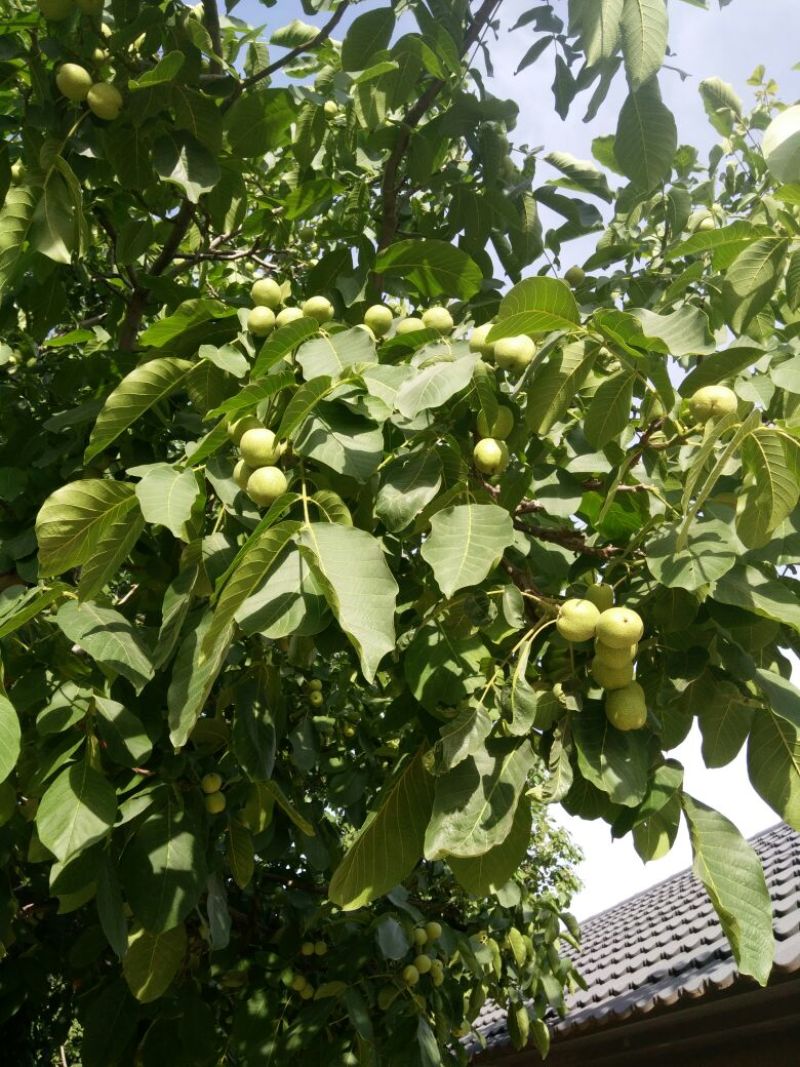 青皮核桃