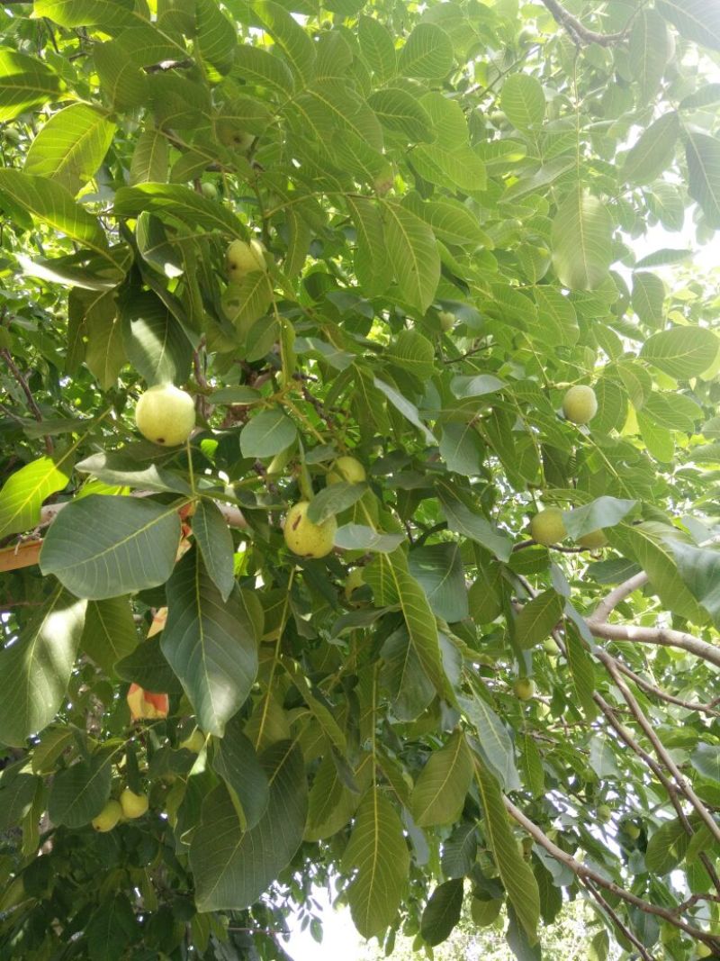 青皮核桃