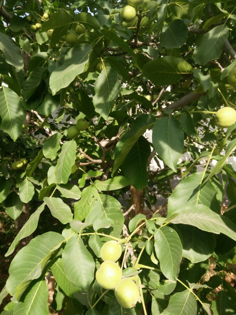 青皮核桃