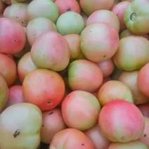 硬粉西红柿（七月上旬上市）大量供应中，欢迎客商前来选购！