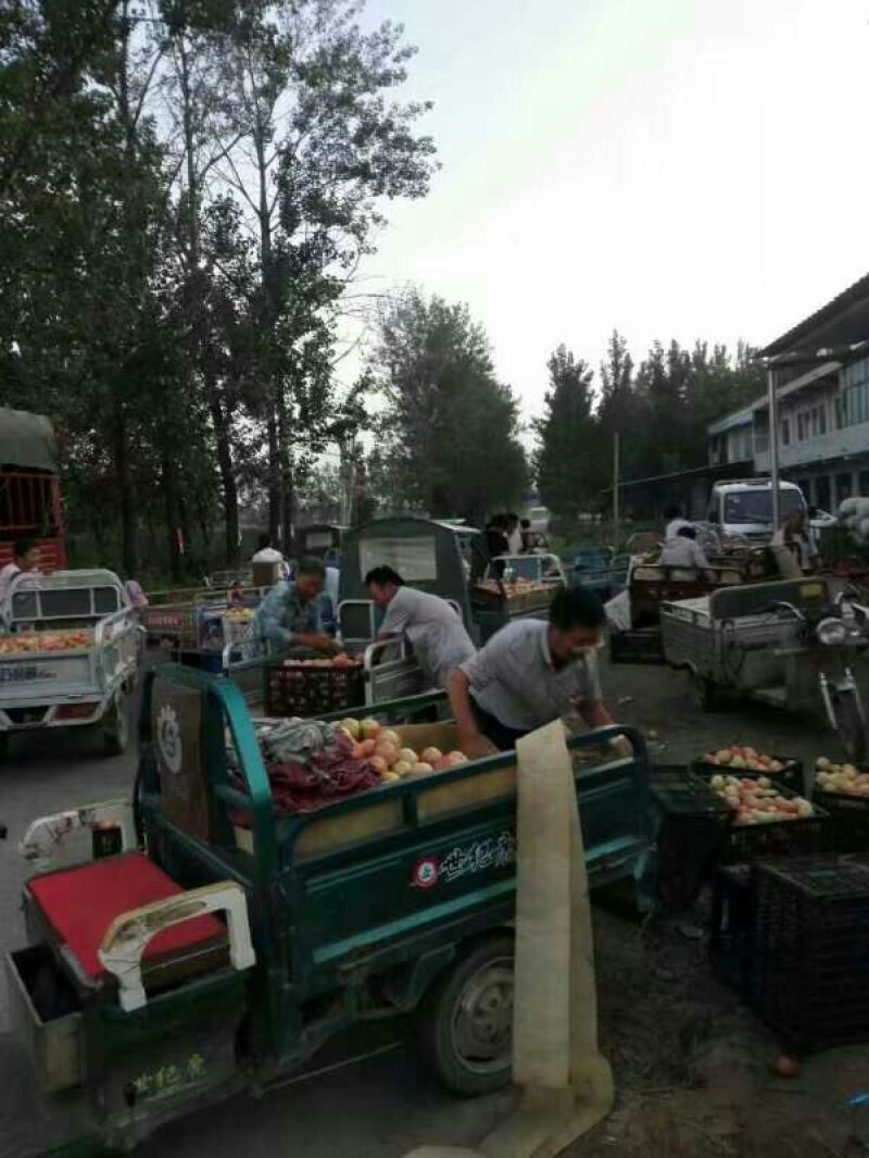 苏北陆地硬粉西红柿上市了！欢迎您的到来！