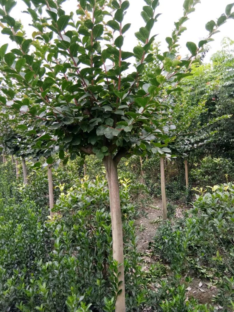 红花紫薇