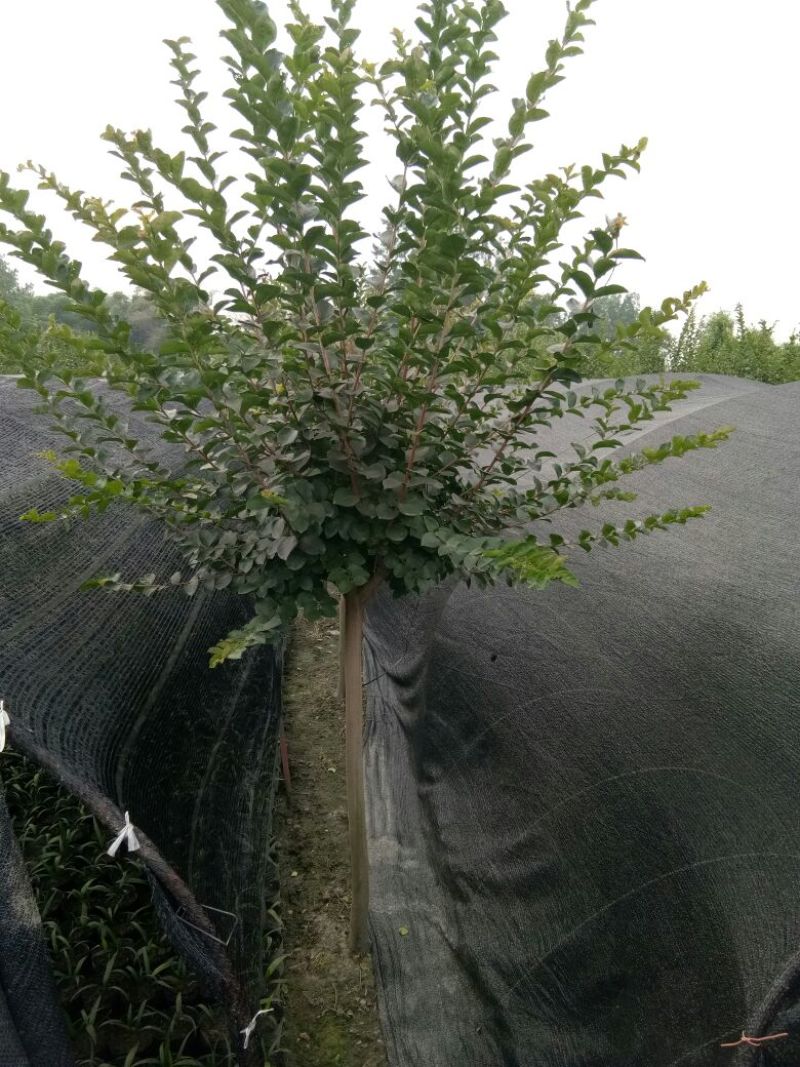 红花紫薇