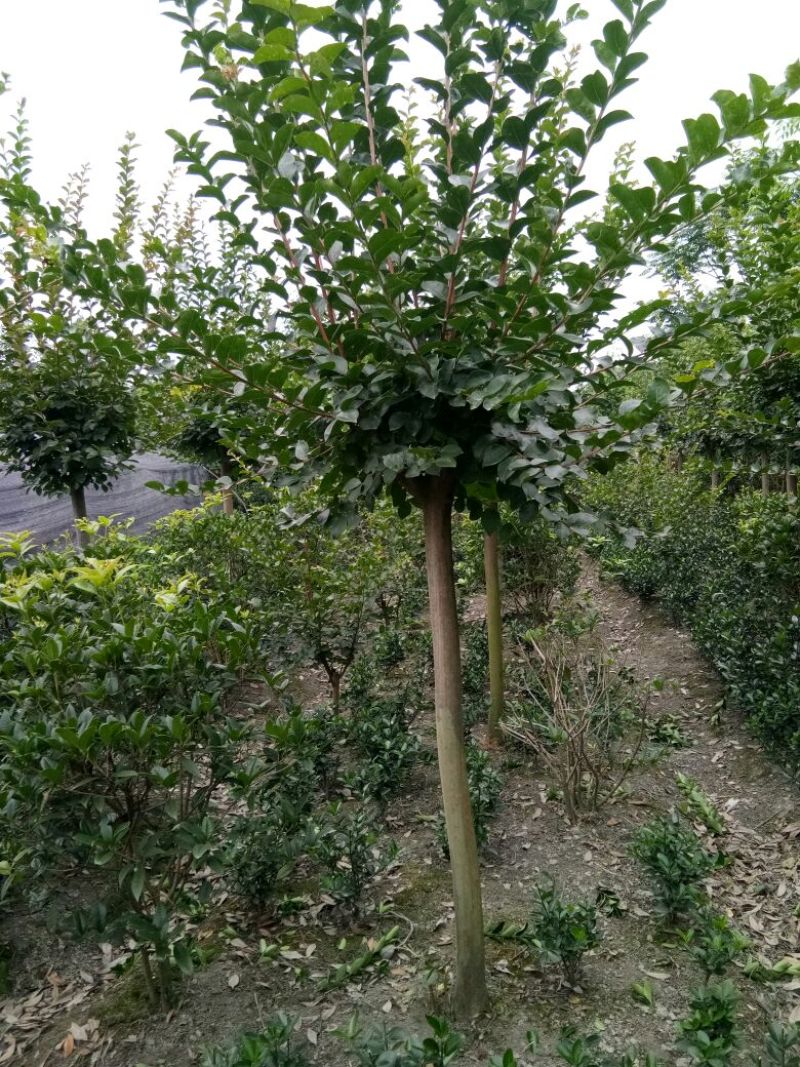 红花紫薇