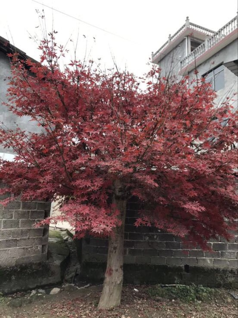 红枫树桩