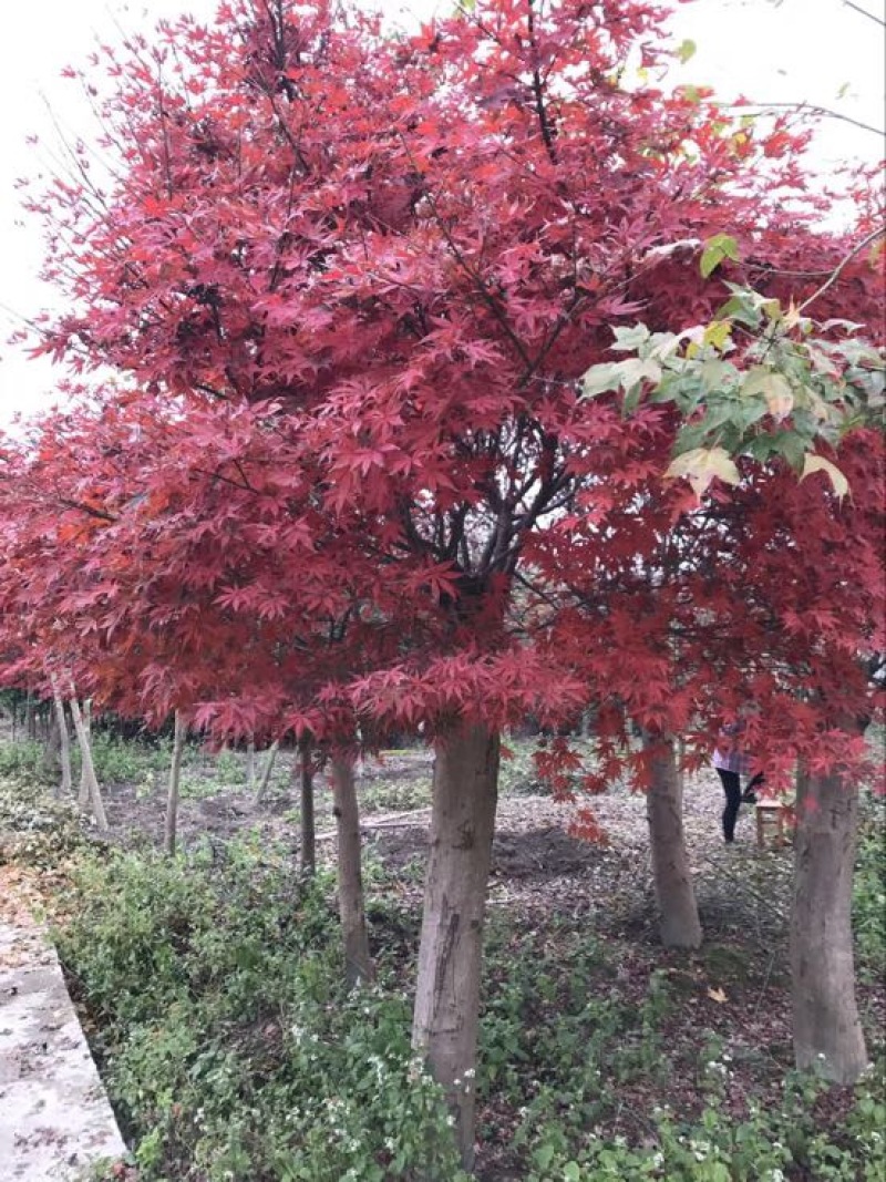 红枫树桩