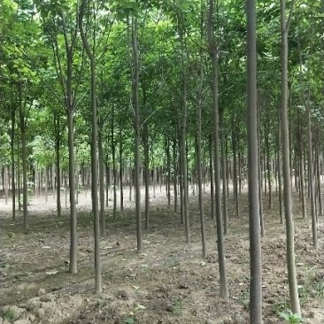 楸树6-10公分