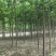 楸树6-10公分
