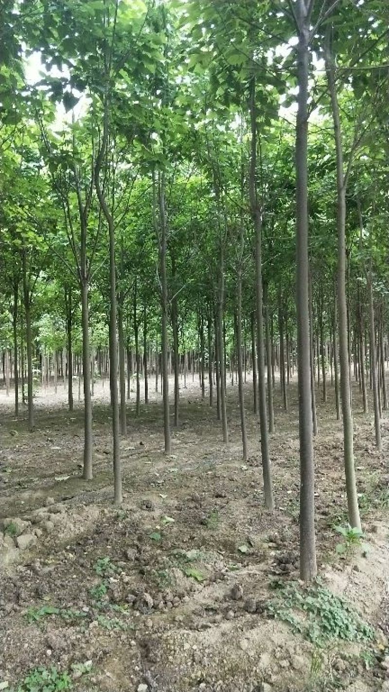 楸树6-10公分