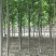 楸树6-10公分
