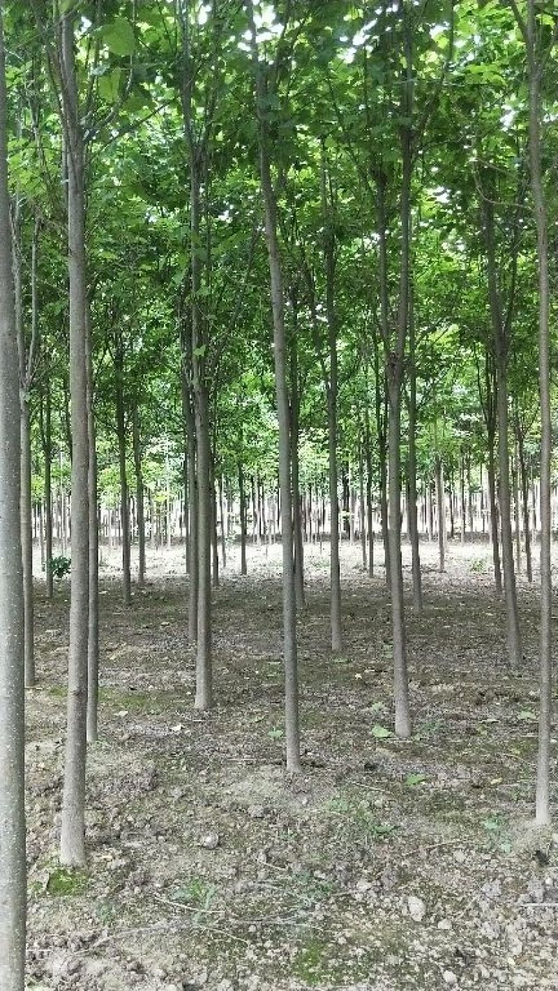 楸树6-10公分