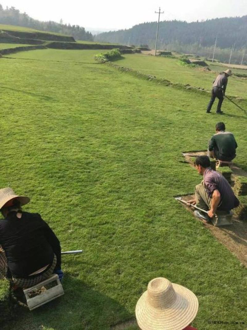 马尼拉草坪