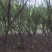 石榴树12~14cm10~12cm3~3.5米